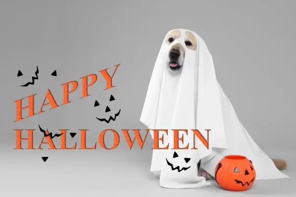 Happy Halloween from Cohen Mortgage